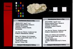 Foto (Objekt + Etikett) von Bullariscus patruliusi (Robins, Feldmann & Schweitzer, 2013)  (NHMW-GEO-1990-0041-2976)